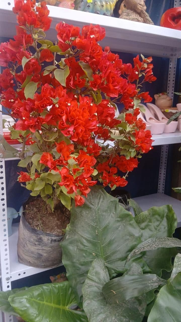 Buganvilia roja (Enredadera) x 1.50m
