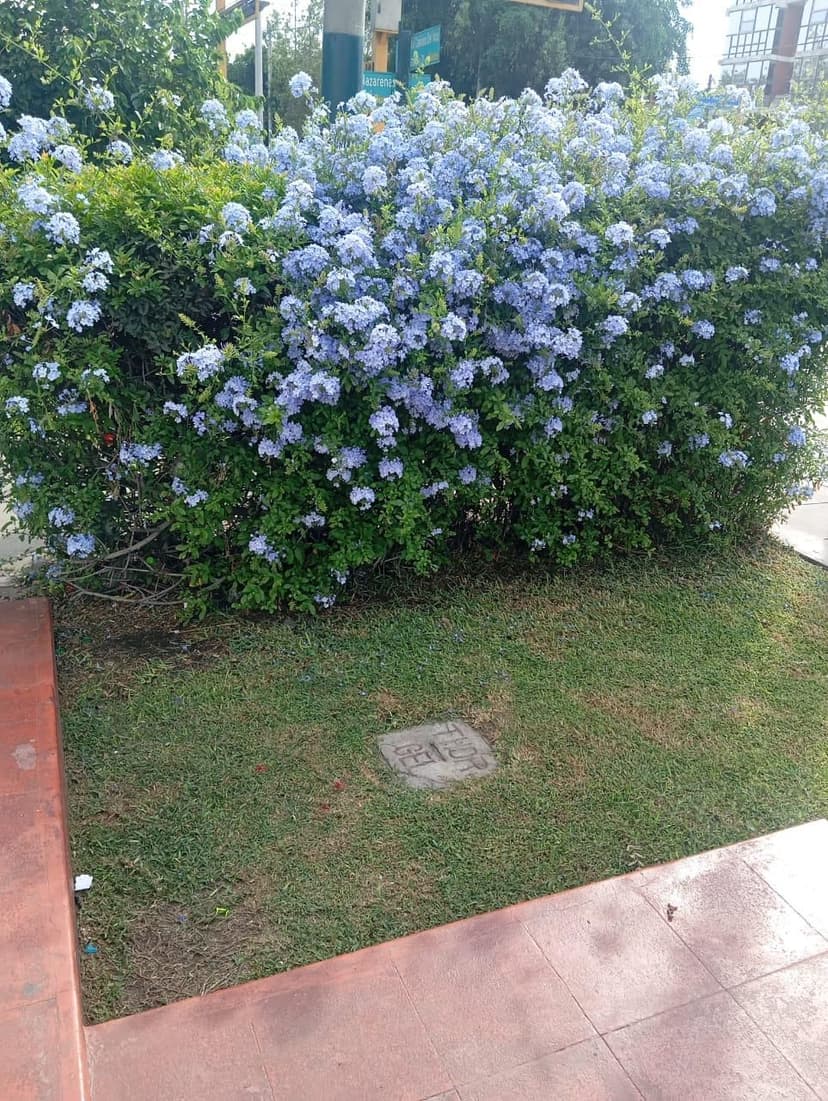 Imagen del producto Plumbago (arbusto)