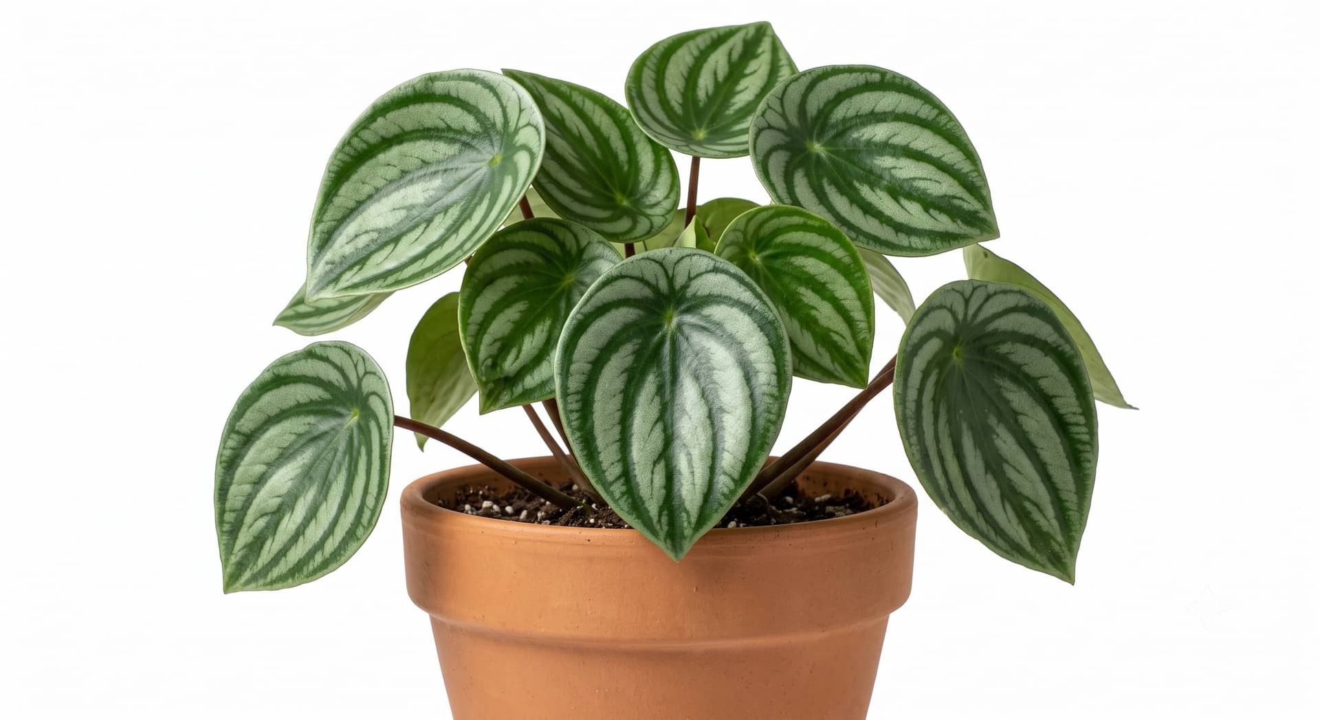 Peperomia sandía